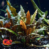 Cryptocoryne Wendtii Brown Indo